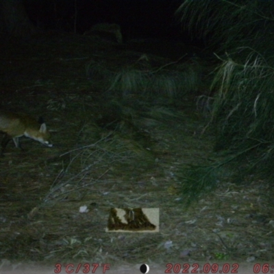 Vulpes vulpes (Red Fox) at Acton, ACT - 9 Aug 2022 by rozie