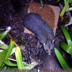 Trichosurus vulpecula (Common Brushtail Possum) at ANU Kingsley Precinct - 5 Aug 2022 by PabloDuran