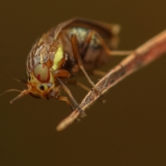 Steganopsis melanogaster (A lauxaniid fly) at Murrumbateman, NSW - 16 Aug 2022 by amiessmacro