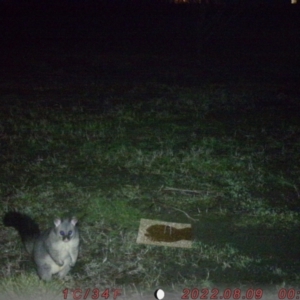 Trichosurus vulpecula at Acton, ACT - 9 Aug 2022