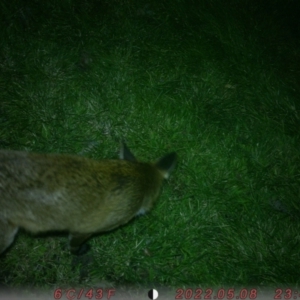 Vulpes vulpes at Acton, ACT - 16 Aug 2022