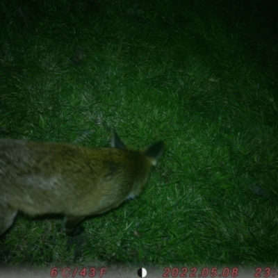 Vulpes vulpes (Red Fox) at Acton, ACT - 16 Aug 2022 by oliverandrews