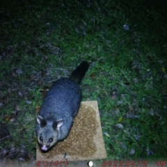 Trichosurus vulpecula (Common Brushtail Possum) at Acton, ACT - 7 Aug 2022 by greatsupineprotoplasmicinvertebratejelly