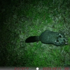 Trichosurus vulpecula (Common Brushtail Possum) at ANU Kingsley Precinct - 11 Aug 2022 by Tilda