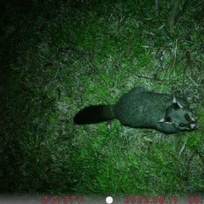 Trichosurus vulpecula (Common Brushtail Possum) at Canberra, ACT - 10 Aug 2022 by Tilda