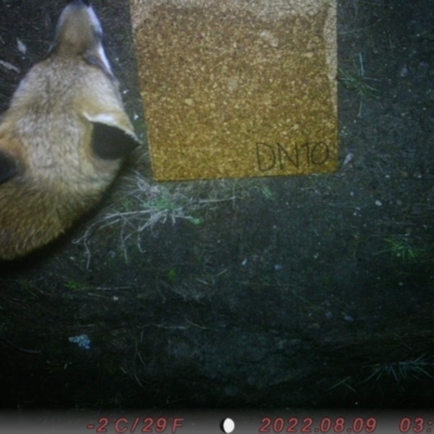 Vulpes vulpes (Red Fox) at Acton, ACT - 8 Aug 2022 by AHarrison