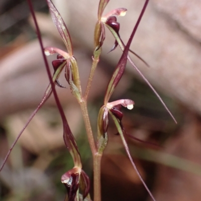 Acianthus caudatus (Mayfly Orchid) at Huskisson, NSW - 12 Aug 2022 by AnneG1