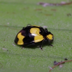 Illeis galbula at Acton, ACT - 12 Aug 2022 11:21 AM