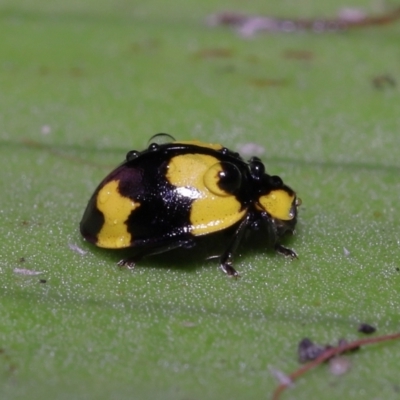 Illeis galbula (Fungus-eating Ladybird) at Acton, ACT - 12 Aug 2022 by TimL