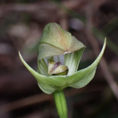 Pterostylis curta (Blunt Greenhood) at Jervis Bay, JBT - 15 Aug 2022 by AnneG1