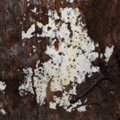 Corticioid fungi at ANBG - 12 Aug 2022 by TimL