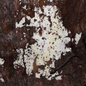 Corticioid fungi at Acton, ACT - 12 Aug 2022 11:23 AM