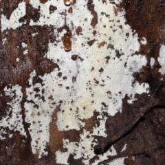 Corticioid fungi at Acton, ACT - 12 Aug 2022