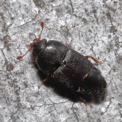 Nitidulidae sp. (family) (Sap beetle) at Acton, ACT - 12 Aug 2022 by TimL