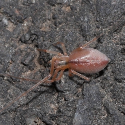 Cheiracanthium sp. (genus) (Unidentified Slender Sac Spider) at ANBG - 12 Aug 2022 by TimL