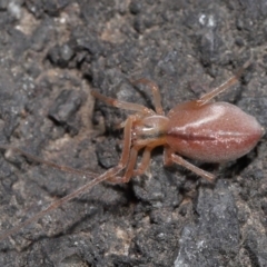 Cheiracanthium sp. (genus) at Acton, ACT - 12 Aug 2022