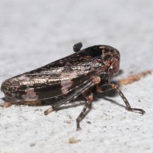 Eurypella tasmaniensis at Acton, ACT - 12 Aug 2022 12:06 PM