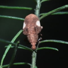 Gonipterus pulverulentus at Acton, ACT - suppressed