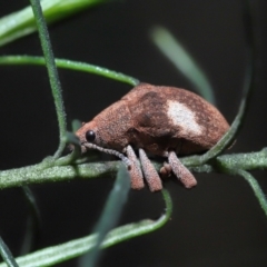 Gonipterus pulverulentus at Acton, ACT - suppressed