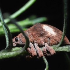 Gonipterus pulverulentus at Acton, ACT - suppressed