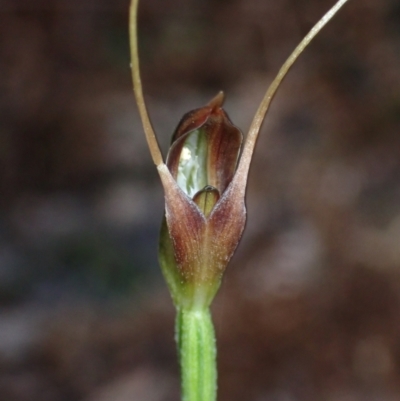 Pterostylis oblonga (Coastal Maroonhood) at Jervis Bay, JBT - 15 Aug 2022 by AnneG1