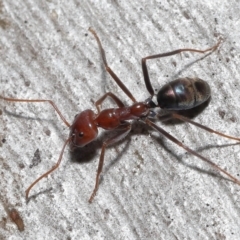 Iridomyrmex purpureus (Meat Ant) at ANBG - 12 Aug 2022 by TimL