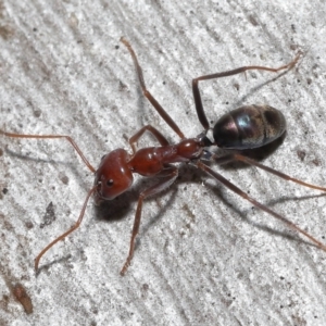 Iridomyrmex purpureus at Acton, ACT - 12 Aug 2022