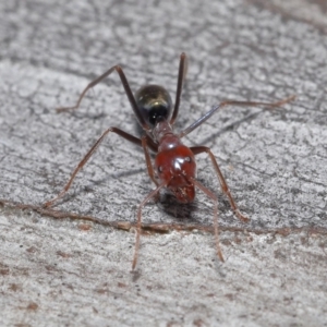 Iridomyrmex purpureus at Acton, ACT - 12 Aug 2022