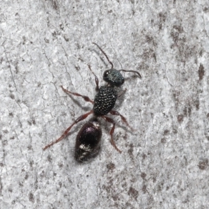 Aglaotilla sp. (genus) at ANBG - 12 Aug 2022