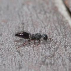 Aglaotilla sp. (genus) at ANBG - 12 Aug 2022