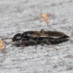Bethylidae (family) (Bethylid wasp) at Acton, ACT - 12 Aug 2022 by TimL