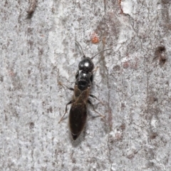 Bethylidae (family) at Acton, ACT - 12 Aug 2022 01:09 PM