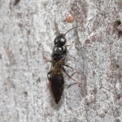 Bethylidae (family) at Acton, ACT - 12 Aug 2022 01:09 PM