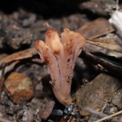 Clavulina vinaceocervina (Dark-tipped Coral) at ANBG - 12 Aug 2022 by TimL