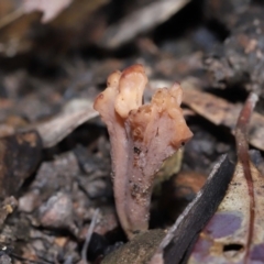 Clavulina vinaceocervina at ANBG - 12 Aug 2022