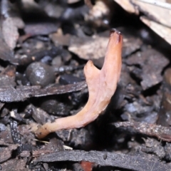 Clavulina vinaceocervina at ANBG - 12 Aug 2022