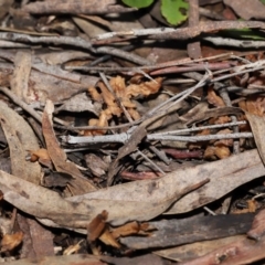 Clavulina vinaceocervina at ANBG - 12 Aug 2022