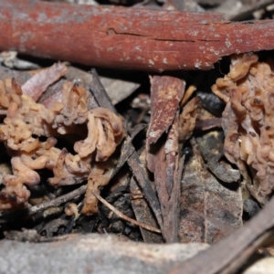 Clavulina cinerea/vinaceocervina at Acton, ACT - 12 Aug 2022