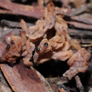 Clavulina cinerea/vinaceocervina at Acton, ACT - 12 Aug 2022