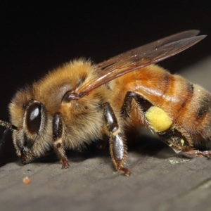 Apis mellifera at Acton, ACT - 14 Aug 2022 10:04 AM