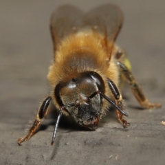 Apis mellifera at Acton, ACT - 14 Aug 2022 10:04 AM