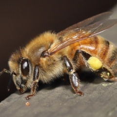 Apis mellifera at Acton, ACT - 14 Aug 2022