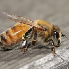 Apis mellifera at Acton, ACT - 14 Aug 2022 10:04 AM