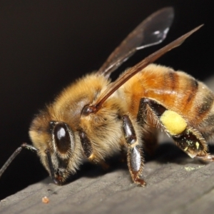 Apis mellifera at Acton, ACT - 14 Aug 2022