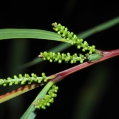 Sextius virescens (Acacia horned treehopper) at ANBG - 14 Aug 2022 by TimL