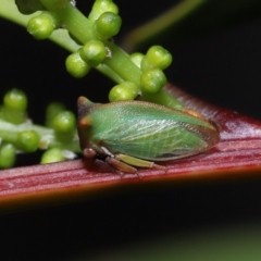 Sextius virescens at Acton, ACT - 14 Aug 2022