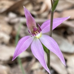 Caladenia carnea (Pink Fingers) at Jervis Bay, JBT - 15 Aug 2022 by AnneG1