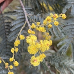 Acacia dealbata subsp. subalpina at Paddys River, ACT - 6 Aug 2022