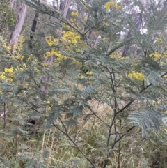 Acacia dealbata subsp. subalpina at Paddys River, ACT - 6 Aug 2022 01:59 PM