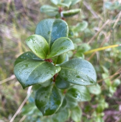 Coprosma hirtella (Currant Bush) at Paddys River, ACT - 6 Aug 2022 by Ned_Johnston